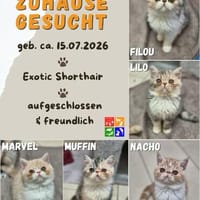 Filou, Nacho u. co, Kater zur Adoption