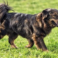 Sanfter Renzo - 12kg, Hund zur Adoption