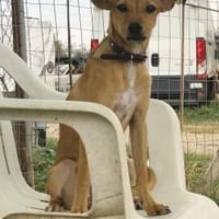 Freja, kleiner Sonnenschein sucht Familie, Hündin zur Adoption