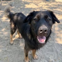 Bogat-freundlicher Entdecker sucht seine Menschen fürs Leben, Hund zur Adoption