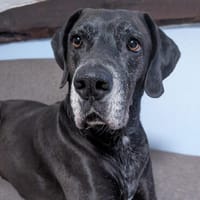 NOTFALL: Wunderschöne Doggen-Mischlingshündin Polly, Hündin zur Adoption