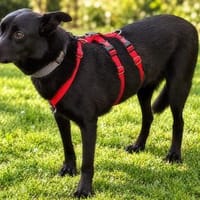 LESLY auf PS in 65594 Runkel, Hund zur Adoption