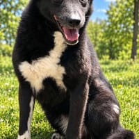 MERLE jetzt auf PS in 50170 Kerpen, Hündin zur Adoption