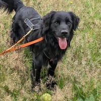 Mike sucht sein Körbchen für immer🐾, Hund zur Adoption