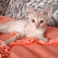 Mikey m ~4 Monate wartet auf seine Menschen, Kater zur Adoption