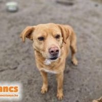 Vandor auf Pflegestelle in 38154 Lelm, Hund zur Adoption