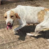 Ullala, Hündin zur Adoption