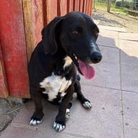 Ingo, Hund zur Adoption