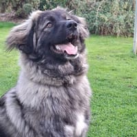 Zoya quirliges Hundemädel, Hündin zur Adoption