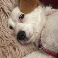 Verschmuste Rosalie sucht ihre/n Menschen, Hündin zur Adoption
