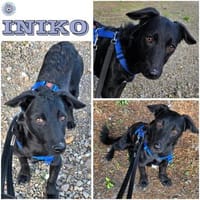 INIKO ° ruhige junge Hündin, Hündin zur Adoption