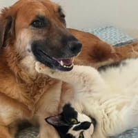 POOKIE, chienne à adopter