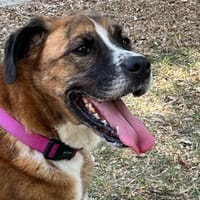 OSKA, chienne à adopter