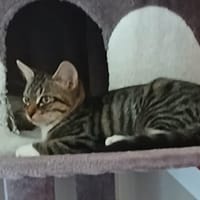 ETHIOPIE, chat à adopter
