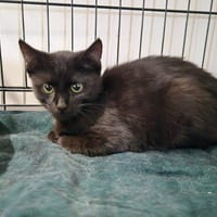 BLINIS, chat à adopter
