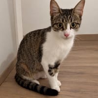 ASTRA PAB30073, chatte à adopter