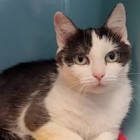 FLORA, chatte à adopter