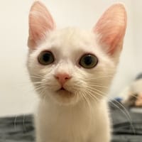 BRUTUS, chat à adopter