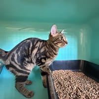 Léa ( A TROUVE SA FAMILLE ), chatte à adopter