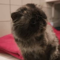 WINSTON, chat à adopter