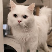 SNOW, chat à adopter