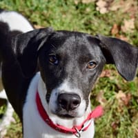 BOSTON, chien à adopter