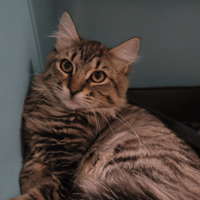 BROOKLYN, chat à adopter