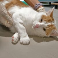 Marty, chat à adopter