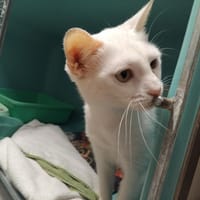 HIBISCUS PAB30006, chatte à adopter
