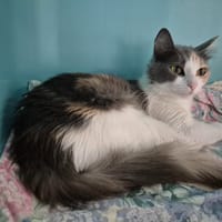 IRIS, chatte à adopter