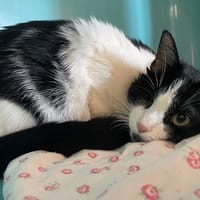 MINETTE, chatte à adopter