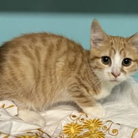 GINGIVOU, chat à adopter