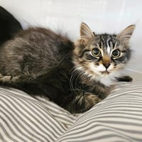 POCUS, chat à adopter