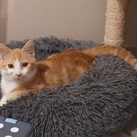 EGYPTE, chat à adopter