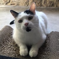 BALY, chat à adopter