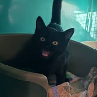 HERMES, chatte à adopter