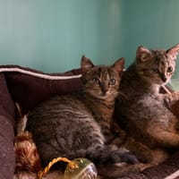 LAIA, chatte à adopter