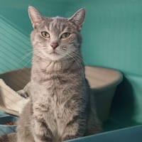 CABAIA, chatte à adopter