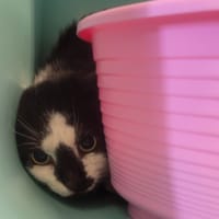 CARAMBAR, chat à adopter