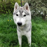 VIDAR dit LOU, chien à adopter