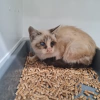 BOREALE, chat à adopter