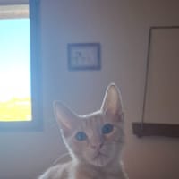 Chou (réservé), chat à adopter