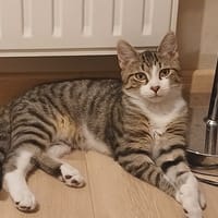 ERYTHREE, chat à adopter