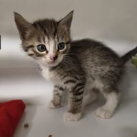 Oggi, chatte à adopter