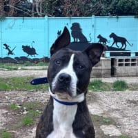 ATLAS CHAO, chien à adopter