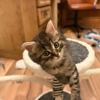 Barbouille, chatte à adopter