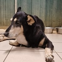 YUME, chienne à adopter