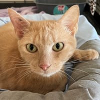 praline, chatte à adopter