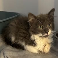 VENEZUELA (réservé), chatte à adopter