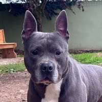 RAYAK CHAO, chien à adopter